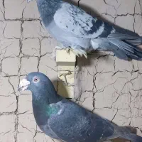 کفتر