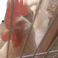 خروس سفید پس زمینه فقط حذف شده