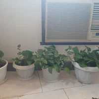 ۴ عدد گلدان بزرگ