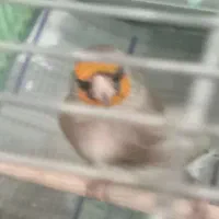 سهره دورگ کرمونی جوجه پارسال