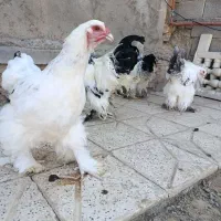 مرغ خروس برهما
