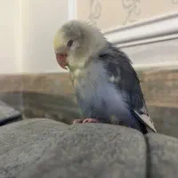 جوجه دوماهه طوطی برزیلی