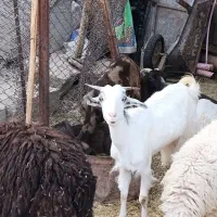 کهره و بره
