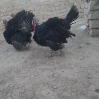 بوقلمون|حیوانات مزرعه|زهک, |دیوار