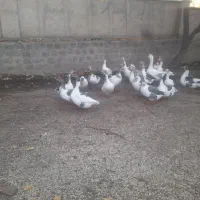 غاز محلی و قو