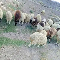 میش همراه بره|حیوانات مزرعه|بافت, |دیوار