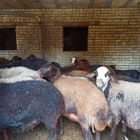 گوسفند مهربانی جوان بره دار|حیوانات مزرعه|زرین دشت (همدان), |دیوار