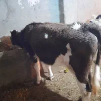 گاو سیمینتال|حیوانات مزرعه|گرمی, |دیوار