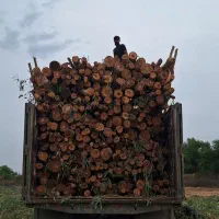 چوب،اره، ویلا باغ