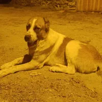 سگ آلبای ترکمنی با اصالت