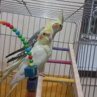 سه عدد عروس هلندی سالم|پرنده|کرمانشاه, |دیوار