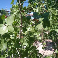 ویلا باغ در باغمعروف|فروش خانه و ویلا|تبریز, |دیوار