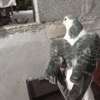 ساده مگسی ماده|پرنده|مشهد, ویلاشهر|دیوار