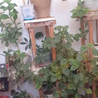 دوستداران گلهای بسیار زیباطبیعی آپارتمانی