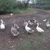 فروش مرغ اردک غاز جوجه ارگانیک|حیوانات مزرعه|طاهرگوراب, |دیوار