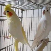 عروس هلندی آلبینو و لوتینو زعفرانی کینگ ارمنی مولد