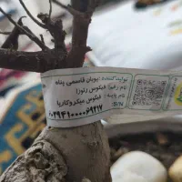 گل بونسای رتوزا خانگی|گل و گیاه طبیعی|رشت, علی آباد|دیوار