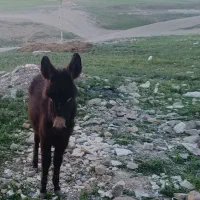 کره الاغ نر آرام