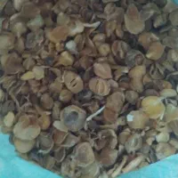 موسیر|عمده‌فروشی|نهاوند, |دیوار