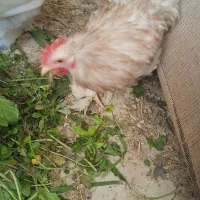 نیمچه مرغ و خروس محلی و زینتی|حیوانات مزرعه|شیراز, شهرک دارایی|دیوار