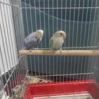 کوتوله و عروس