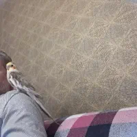 عروس هلندی ناز