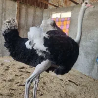 شترمرغ نر جوان