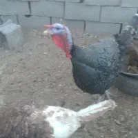 تعدادی بوقلمون برنزه فروشی