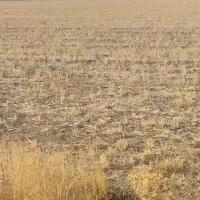 اجاره مزرعه آبی کشاورزی زمین کشاورزی موتور آب|اجارهٔ دفتر صنعتی، کشاورزی، تجاری|شراء, |دیوار