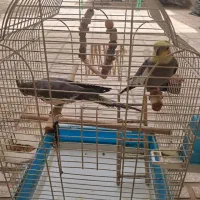 مرغ عروس نر وماده نره چند کلمه حرف میزنه