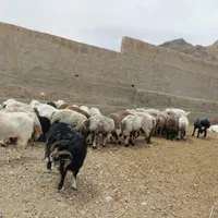 گوسفند زنده و گوشتی همراه با قصاب|حیوانات مزرعه|یزد, |دیوار