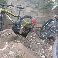 خروس مشکی جوان محلی پاسیاه درشت