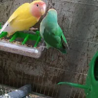 جفت کوتوله لوپ هلویی و بریزیلی