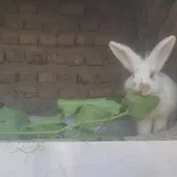 خرگوش خونگی واکسن زده