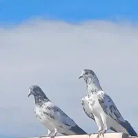 یک جفت کبوتر همچی تموم