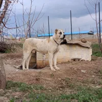 سرابی نسل دار
