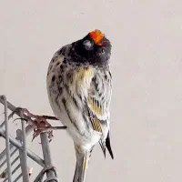 گلبسر جفتی قناری