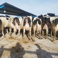 گاو شیری صنعتی درجه یک