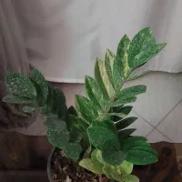 زاموفیلیا ابلق|گل و گیاه طبیعی|مشهد, نرگس (شهرک غرب)|دیوار