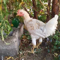 خروس محلی|حیوانات مزرعه|کرمان, |دیوار