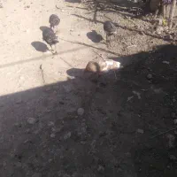 ۵عدد بوقلمون