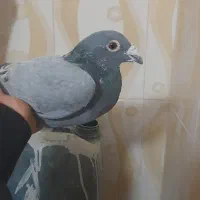 سبز نر نصلی|پرنده|سراوان, |دیوار