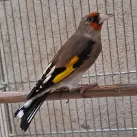 کرمونی نر ۳ ساله