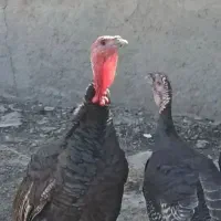 بوقلمون نر و ماده یکساله