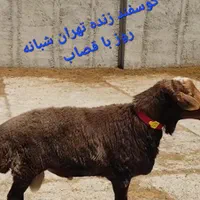 گوسفند فروشی پایتخت خرید حضوری و تلفن دام زنده|حیوانات مزرعه|تهران, پونک|دیوار