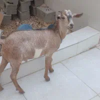 حیوانات مزرعه|حیوانات مزرعه|بندر کنگان, |دیوار