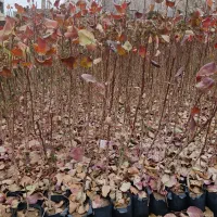 نهال پسته یک ساله و دوساله بسیار مرغوب موحد مهریز