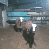 بره نر ارگانیک