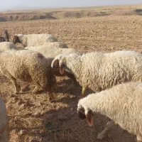 شک ورن سه شیره اصیل سنجابی|حیوانات مزرعه|قصرشیرین, |دیوار