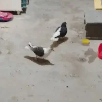 کفتر مست مست